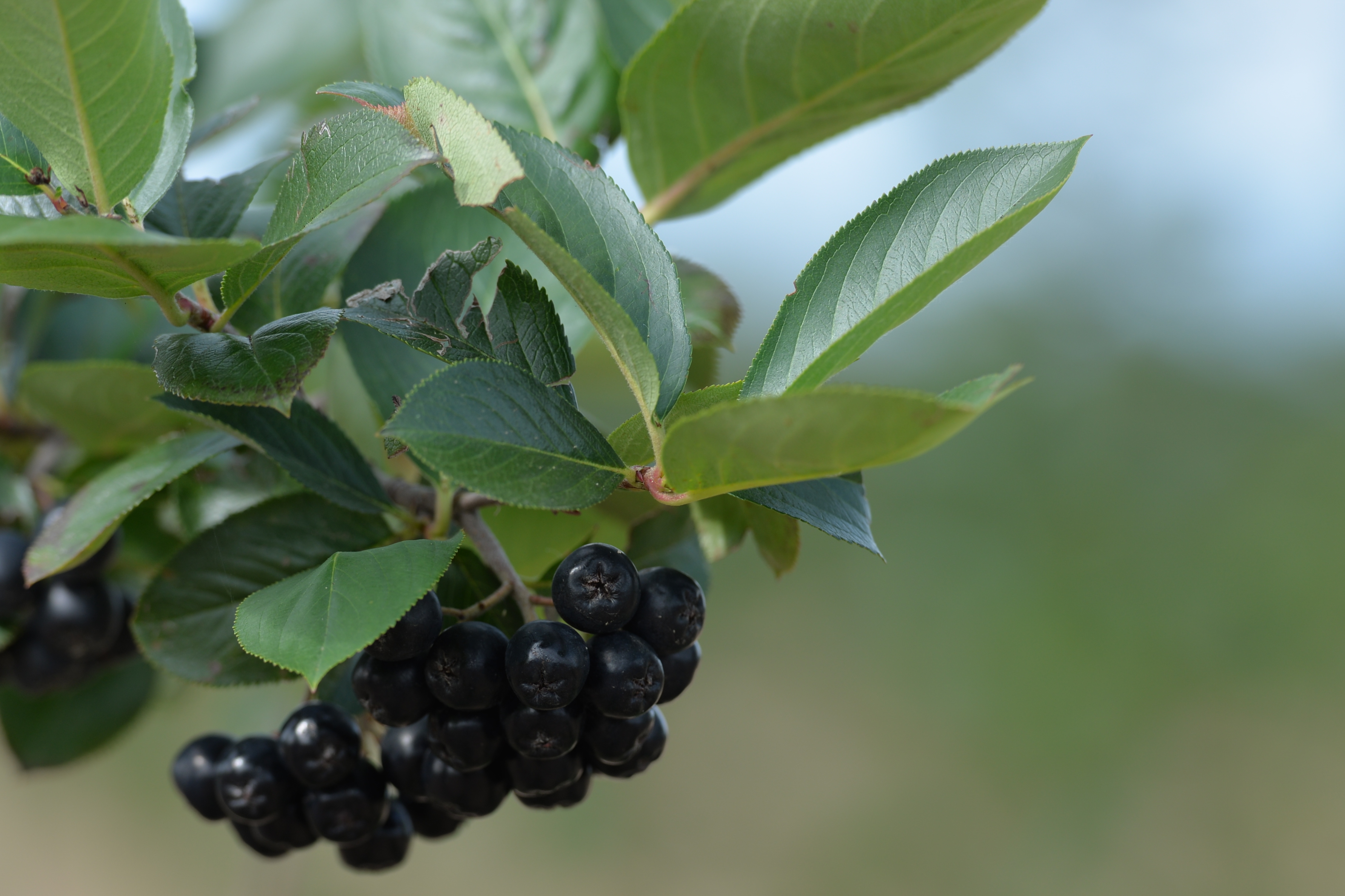 Aronia ernte